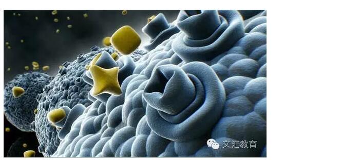 hjc888黄金城--手机版app官网